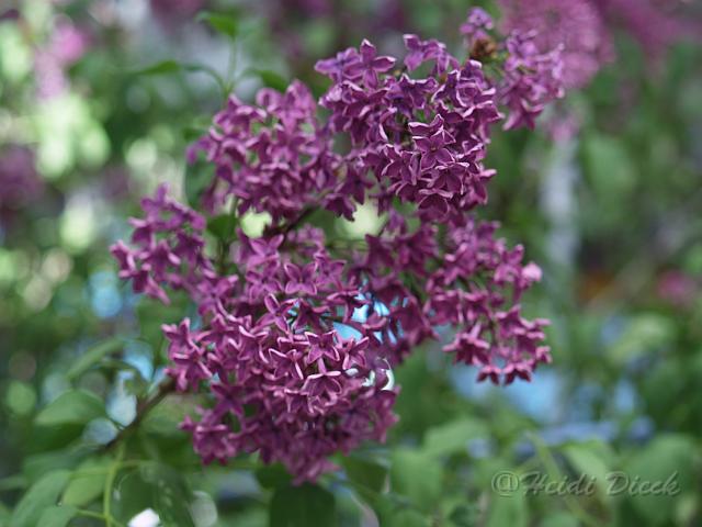 Syringa x chinensis Saugeana.jpg